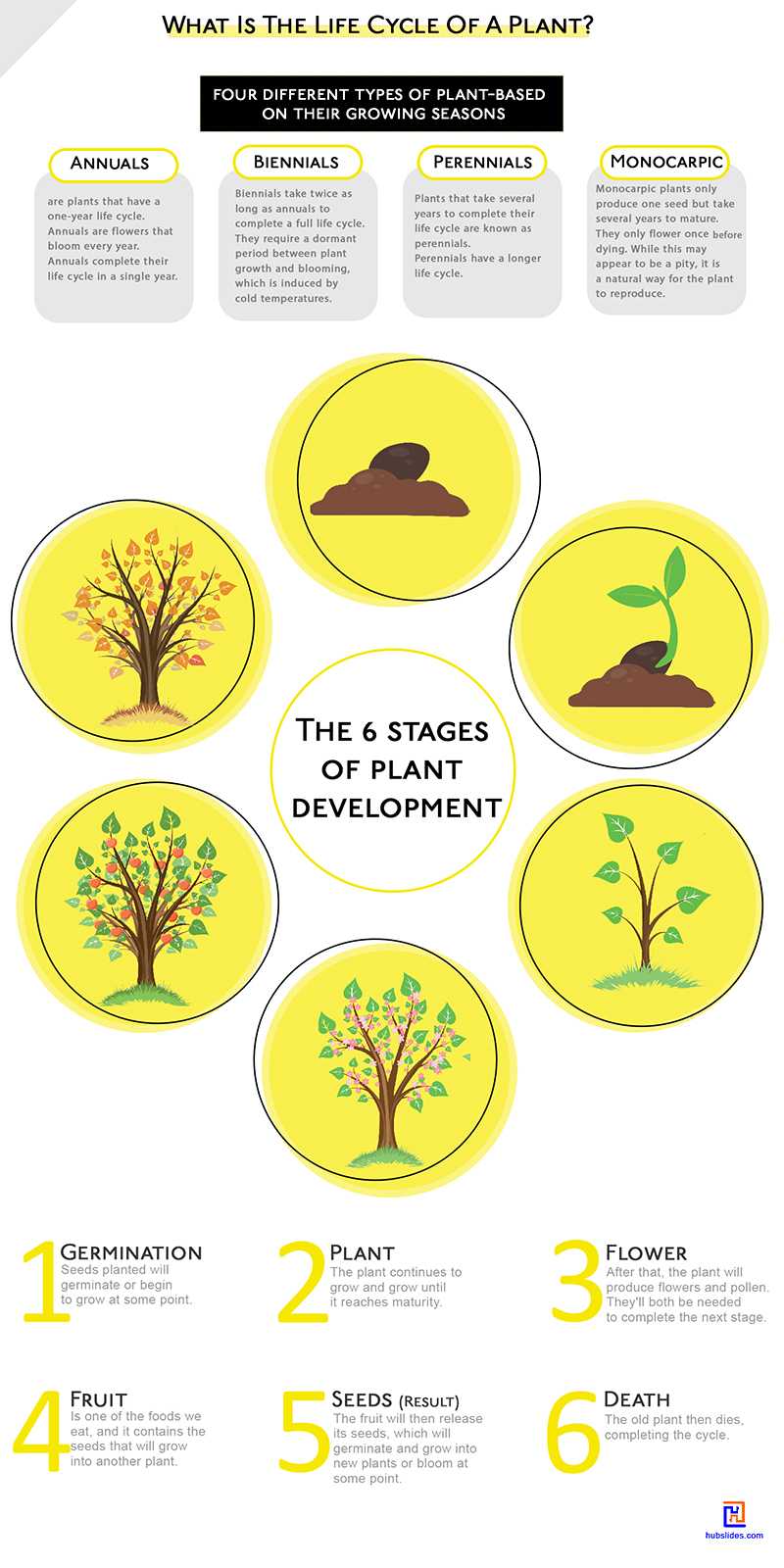 What is the lifecycle of a plant